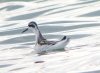 Red-necked Phalarope at Paglesham Lagoon (Steve Arlow) (60306 bytes) Red-necked Phalarope at Paglesham Lagoon (Steve Arlow) (60306 bytes)